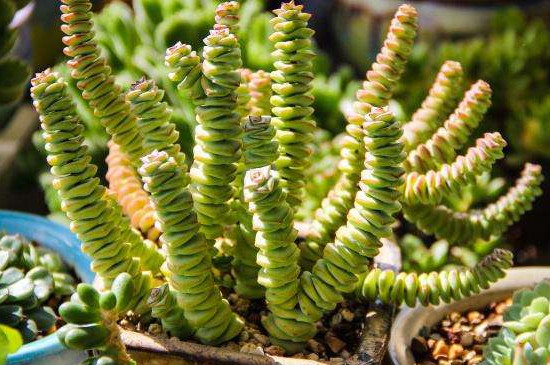 多肉钱串的养殖方法和注意事项