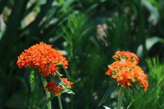 大花剪秋罗怎么种