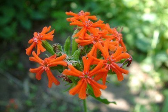 大花剪秋罗怎么种