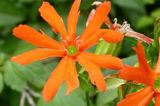 大花剪秋罗怎么种