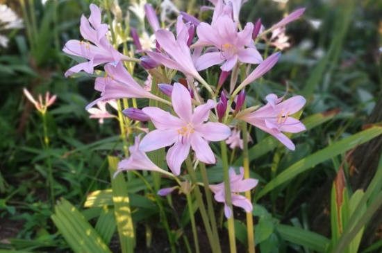 换锦花为什么只长叶子不开花