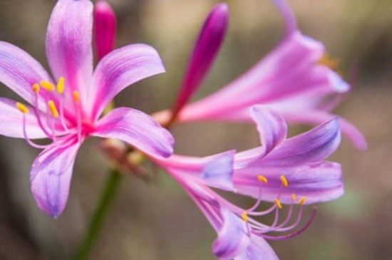 换锦花为什么只长叶子不开花