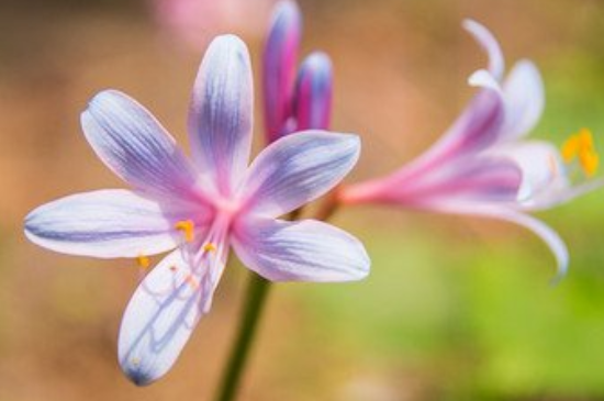 换锦花为什么只长叶子不开花