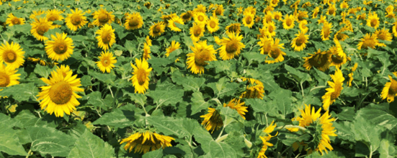 向阳花的寓意和花语