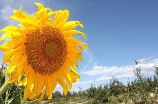 向阳花的寓意和花语