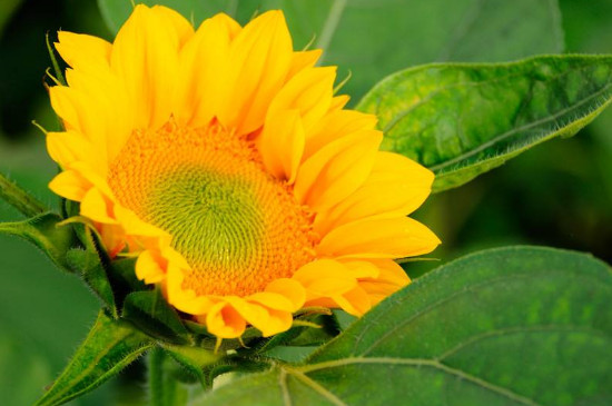 向阳花的寓意和花语