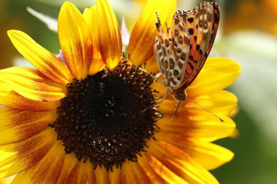 向阳花的寓意和花语