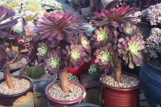 法师叶子发软但是不掉叶子怎么办