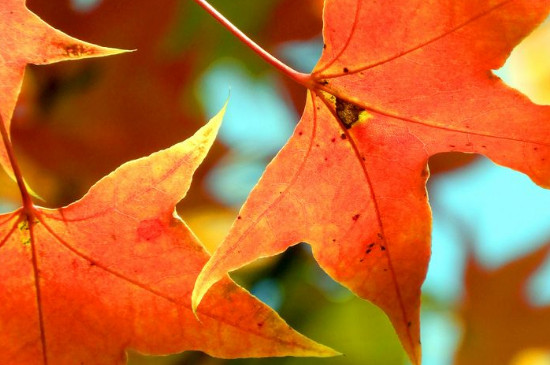 元宝枫怎么修剪