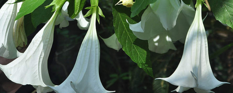 曼陀罗花放在室内人会中毒吗
