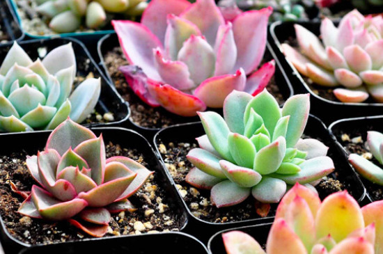 多肉换盆不修根也没事