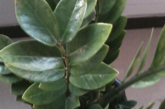 金钱树叶子边缘变焦