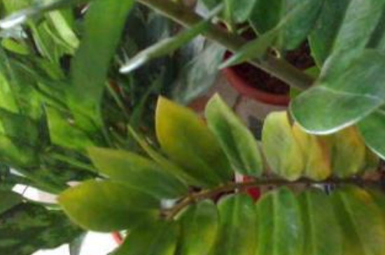 金钱树叶子边缘变焦