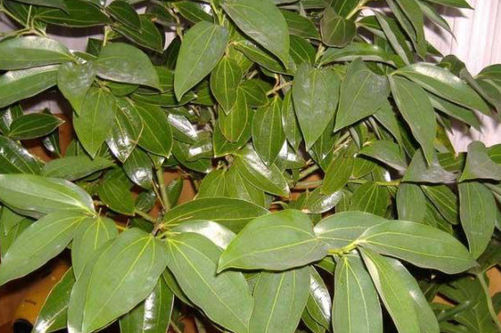 平安树受冻的症状