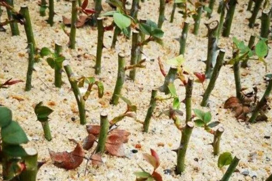 黑杆原月季因是什么 该怎么处理