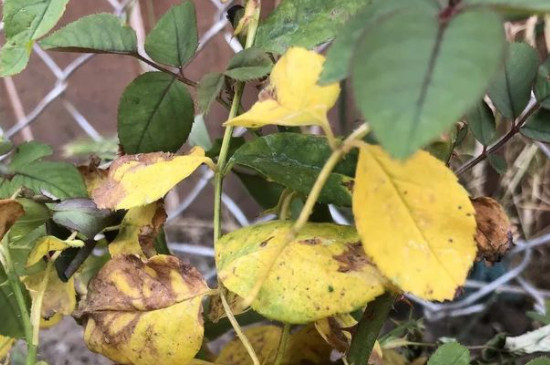 黑杆原月季因是什么 该怎么处理