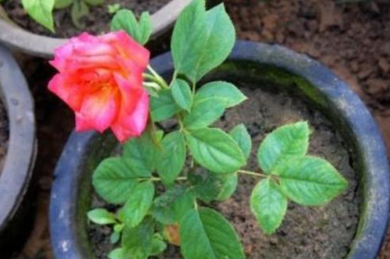 黑杆原月季因是什么 该怎么处理