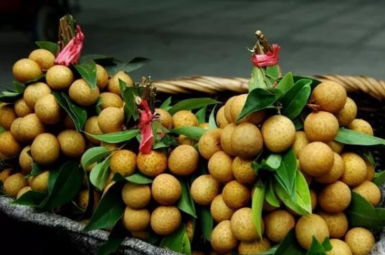 桂圆核怎么种植方法