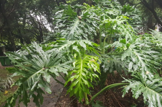 散尾葵怎么繁殖分株扦插