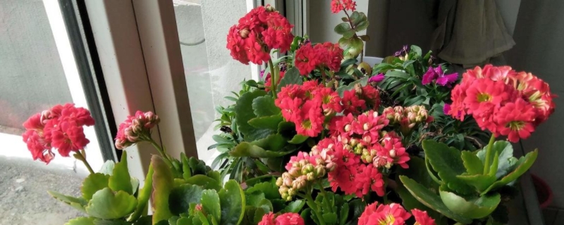 怎样养好长寿花