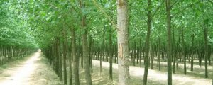 2025杨树品种介绍