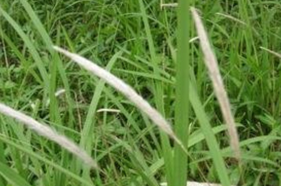 农村常见的50种野花野草