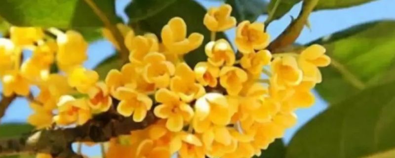 桂花的花语和寓意