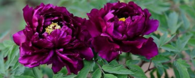 催花牡丹怎么养