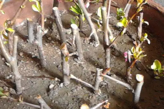 海棠花怎样扦插和繁殖