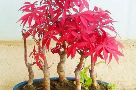 红枫能扦插繁殖吗
