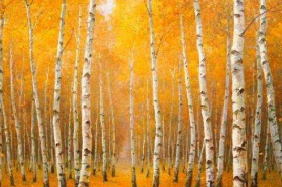 乔木有哪些树种