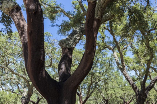 乔木有哪些树种