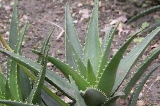 沙漠植物有哪些