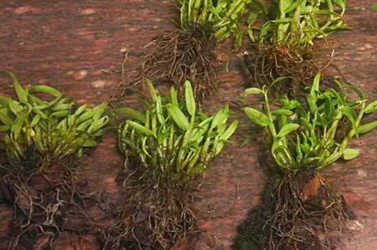 石斛兰可以水培吗