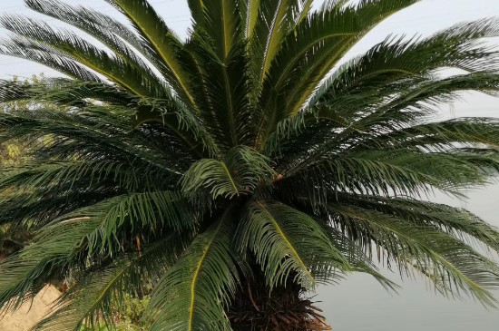 铁树开花多少年一次