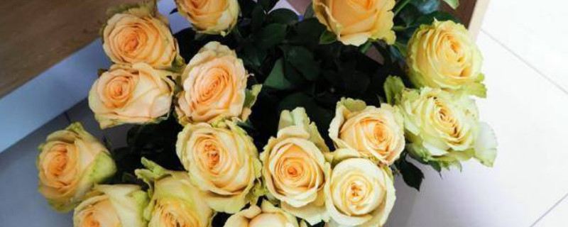 玫瑰花的品种有哪些