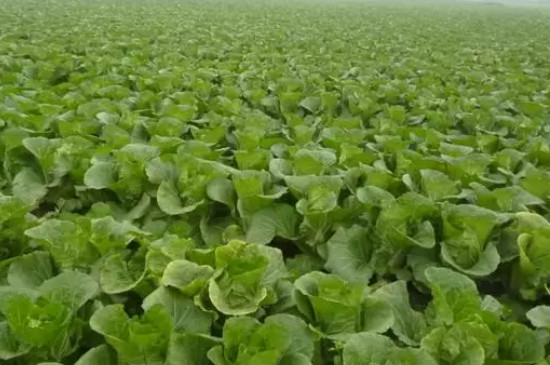 白菜几月份种植合适