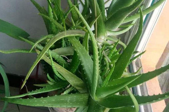 100种带刺的植物