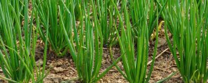 葱的种植技巧与管理方法