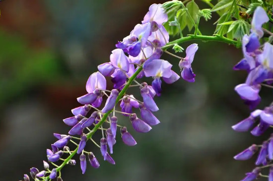 葛根花和紫藤花的区别