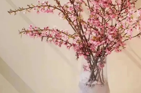 红梅枝条能水养吗