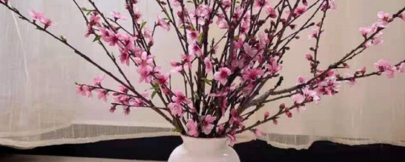 红梅枝条能水养吗