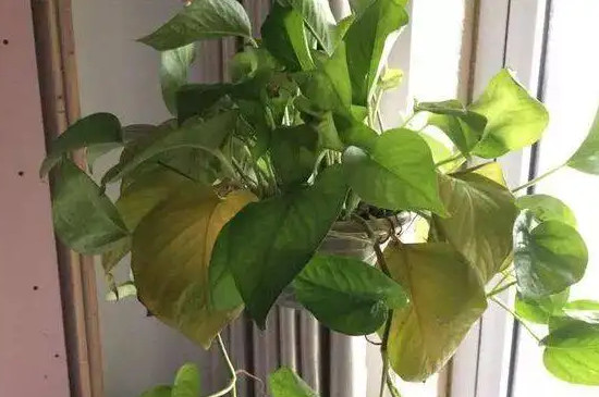 绿萝出现黄叶和坏叶是什么原因