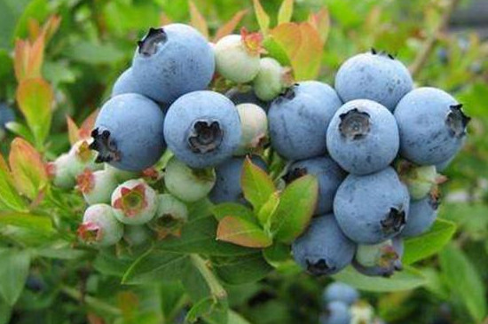 蓝莓土壤配方