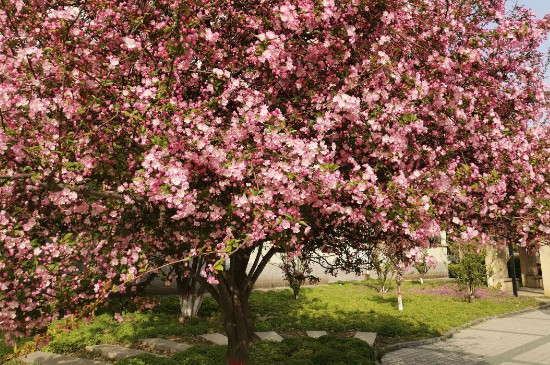 海棠树能长多高