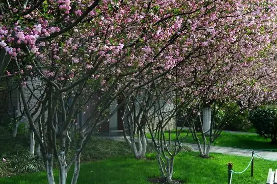 海棠树能长多高