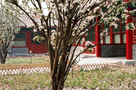 海棠树能长多高