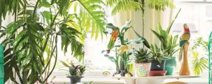 室内放太多植物的坏处