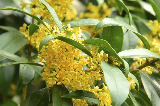 放在室内散发香味的植物