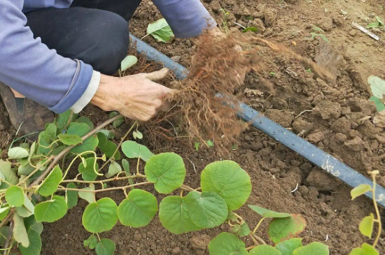 猕猴桃实生苗能结果吗